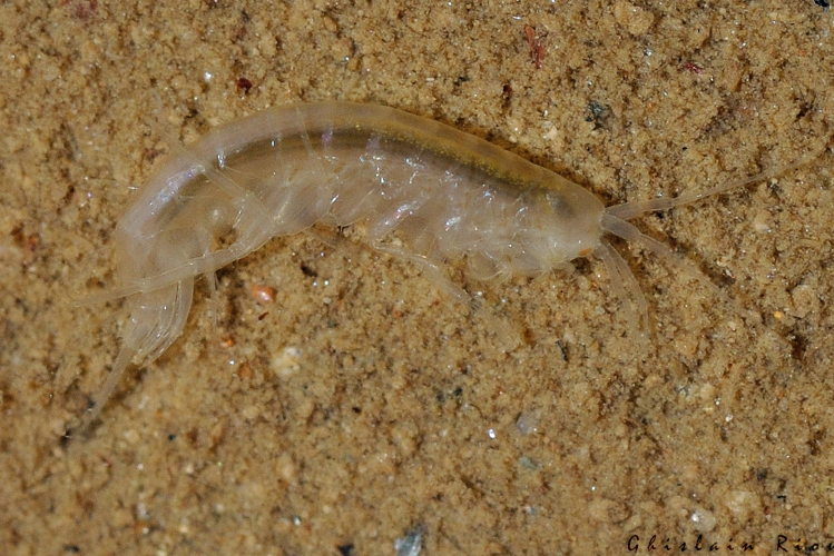 Niphargus sp., 13 juil. 2015,  Saint-Vincent-d'Olargues 34 &copy; Ghislain Riou