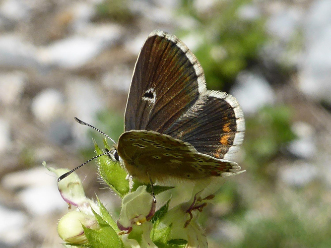 Aricia morronensis mâle, 23 juill. 2014, Hautes-Pyrénées &copy; Jude Lock
