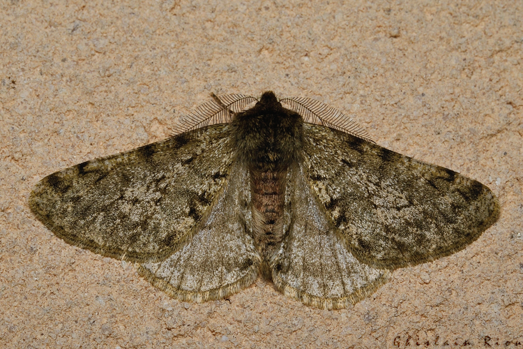 Phigalia pilosaria, 28/01/21, Rebigue 31 &copy; Ghislain Riou