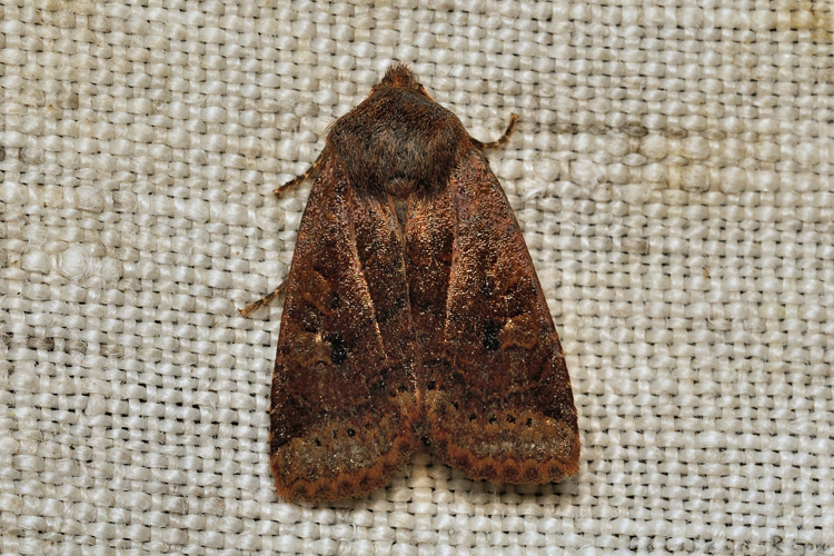 Conistra vaccinii, 28.01.21, Rebigue 31 &copy; Ghislain Riou