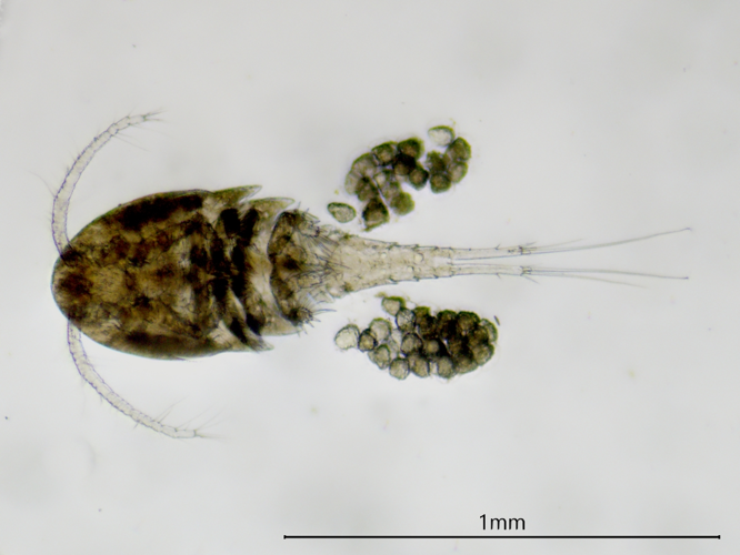 Diacyclops bicuspidatus, 25 janv. 2021, Grisolles 82 &copy; Anaëlle Bernard