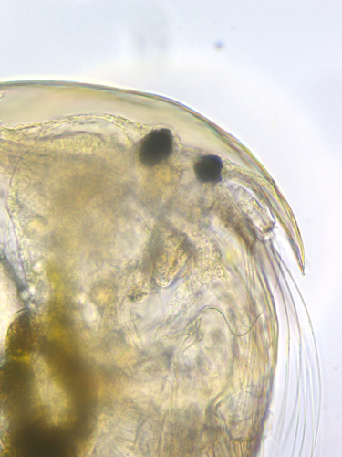 Chydorus brevilabris, 25 janv. 2021, Grisolles 82 &copy; Anaëlle Bernard