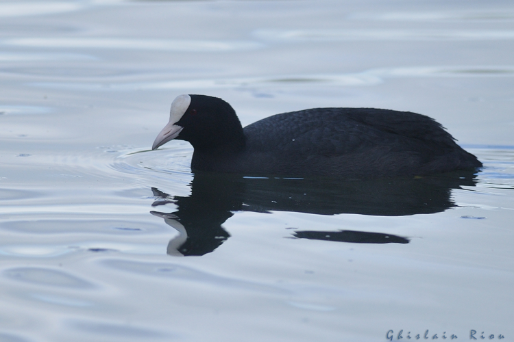 Foulque macroule, Boussens 31, fev 2021 &copy; Ghislain Riou