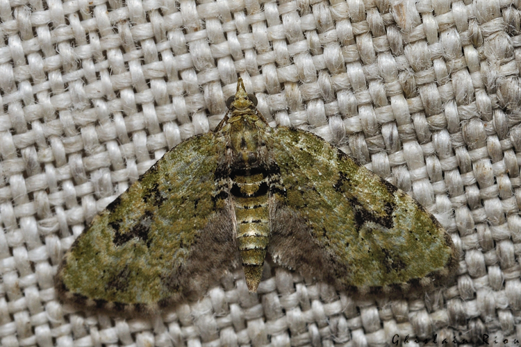 Chloroclystis v-ata, 23 fév. 2021, Rebigue 31 &copy; Ghislain Riou