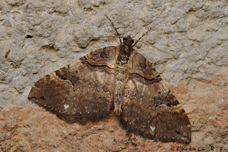 Earophila badiata, 23 fév. 2021, Rebigue 31 &copy; Ghislain Riou