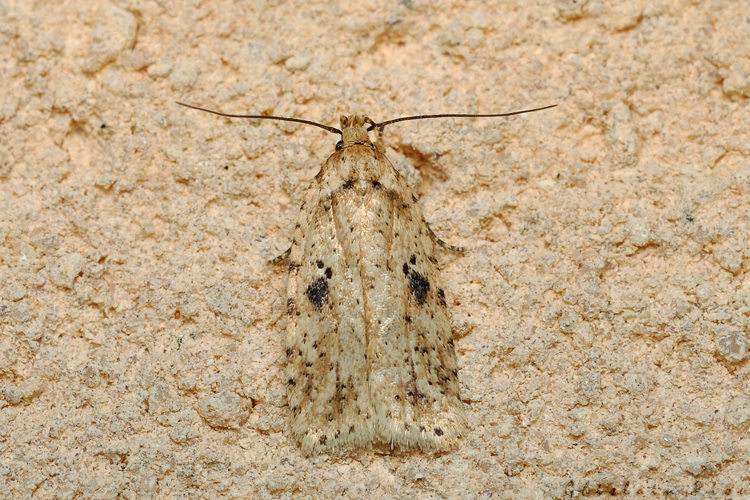 Agonopterix arenella, 23 fév. 2021, Rebigue 31 &copy; Ghislain Riou