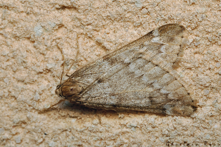 Alsophila aescularia, 23 fév. 2021, Rebigue 31 &copy; Ghislain Riou