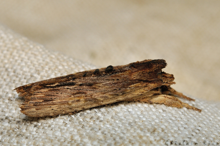 Lithophane semibrunnea, 23 fév. 2021, Rebigue 31 &copy; Ghislain Riou