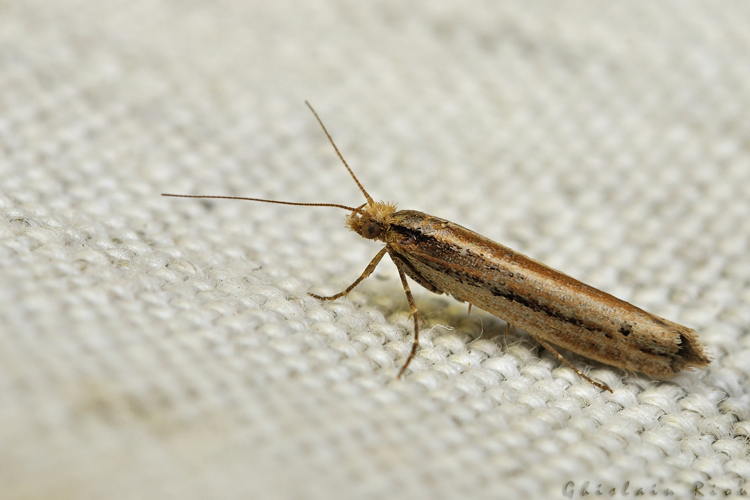 Ypsolopha ustella , 4 mars 2021, Rebigue 3 &copy; Ghislain Riou