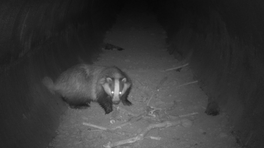 Blaireau, 20 fév. 2021, St-Michel 82 &copy; Ghislain Riou