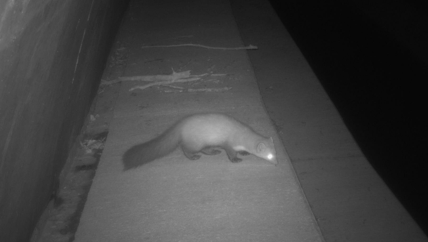 Fouine, 4 déc 2020, Montdoumerc 46 &copy; Ghislain Riou