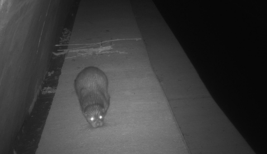 Loutre d'Europe, 10 fév 2021, Montdoumerc 46 &copy; Alexianne Damien