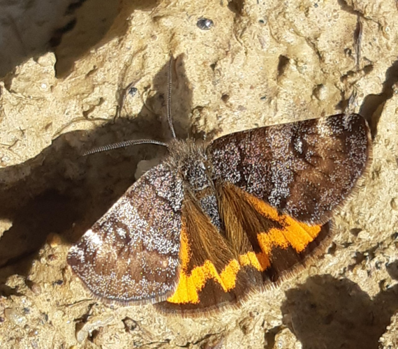 Boudinotiana notha, 11 mars 2021, Savères 31 &copy; Ghislain Riou