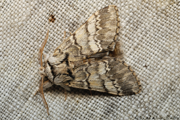 Drymonia ruficornis, 24 mars 2021, Rebigue 31 &copy; Ghislain Riou