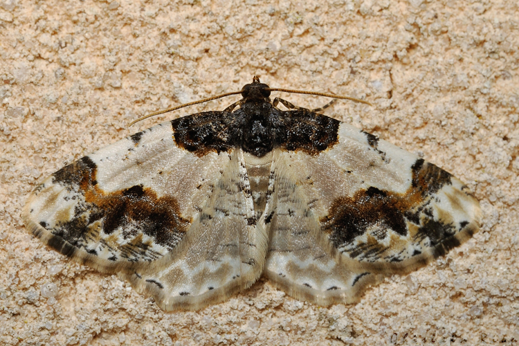 Ligdia adustata, 24 mars 2021, Rebigue 31 &copy; Ghislain Riou