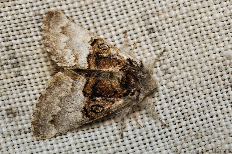 Colocasia coryli, 24 mars 2021, Rebigue 31 &copy; Ghislain Riou