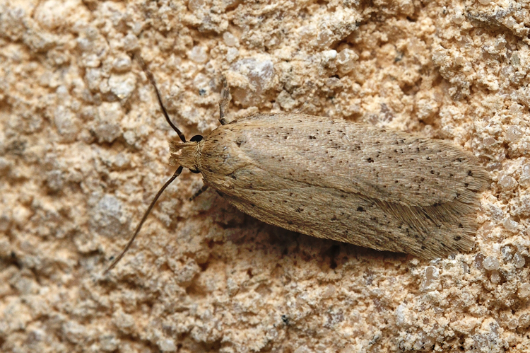 Agonopterix pallorella, 24 mars 2021, Rebigue 31 &copy; Ghislain Riou