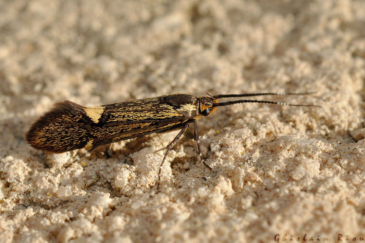 Esperia sulphurella, 27 mars 2021, Rebigue 31 &copy; Ghislain Riou