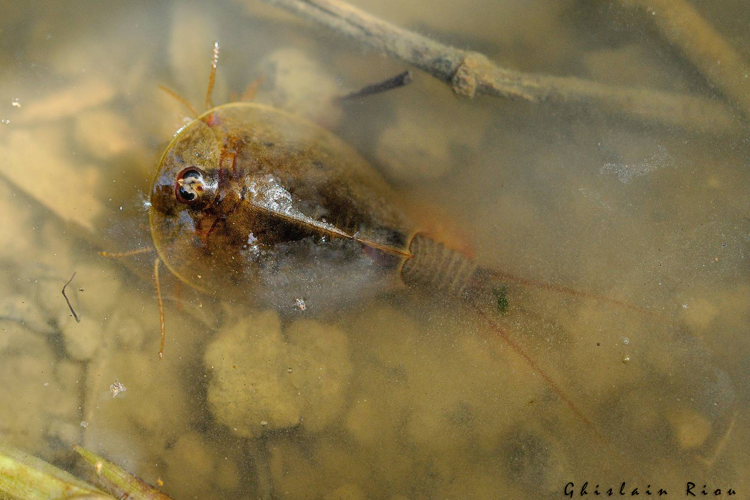 Lepidurus apus, 31 mars 2021, Ramonville Saint-Agne 31 &copy; Ghislain Riou