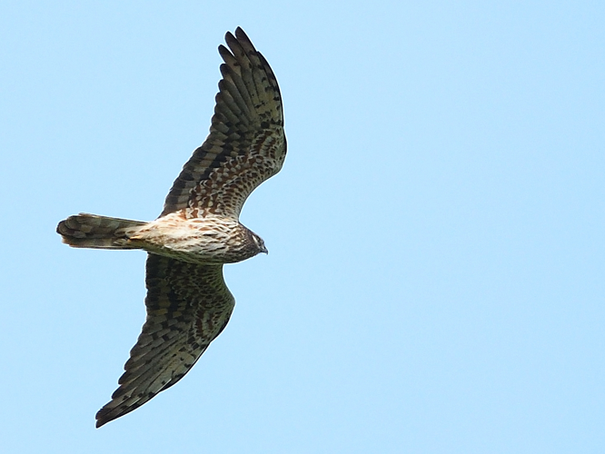 Busard cendré fem adulte, Portet-sur-Garonne 31, avril 2021 &copy; Jean-Marc L'Hermite