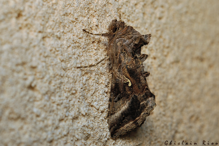 Autographa gamma, 19 avril 2021, Rebigue 31 &copy; Ghislain Riou