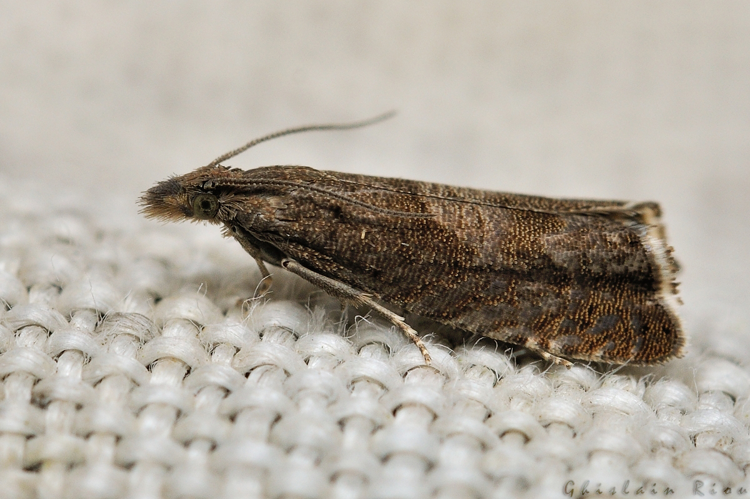 Dichrorampha ((plumbagana)), 19 avril 2021, Rebigue 31 &copy; Ghislain Riou