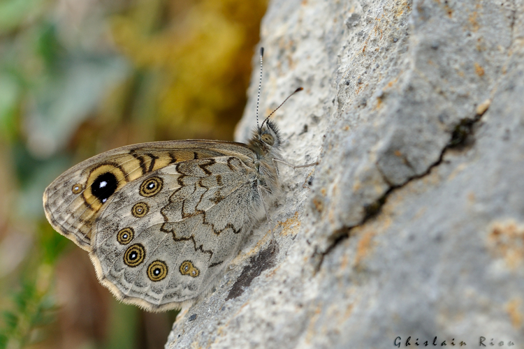 Lasiommata maera mâle, Esparros 65, 22 avril 2021 &copy; Ghislain Riou