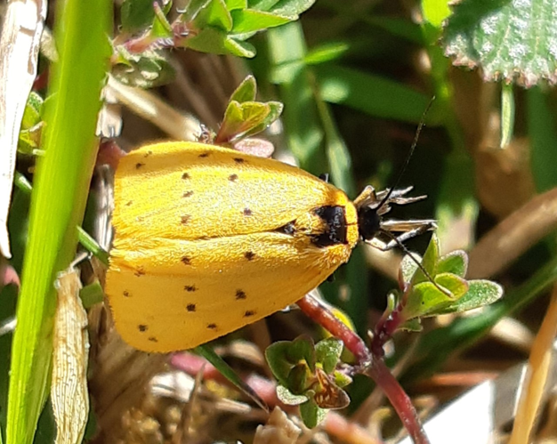 Setina irrorella, 23 avril 2021, Esparros 65 &copy; Ghislain Riou