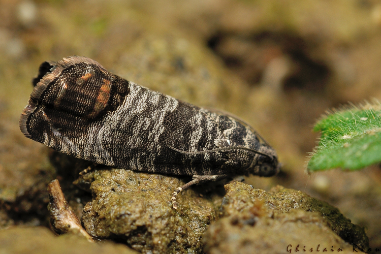 Cydia pomonella, 1 mai 2021, Rebigue 31 &copy; Ghislain Riou