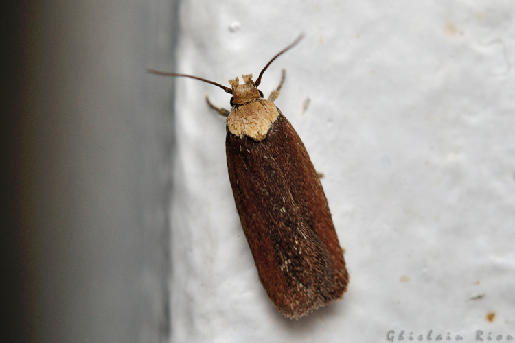 Depressaria depressana, 1 mai 2021, Rebigue 31 &copy; Ghislain Riou