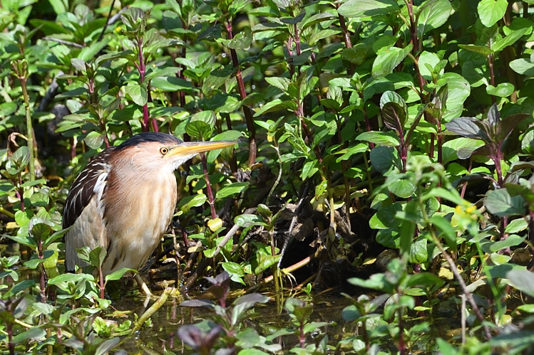 Blongios nain fem, 2 mai 2021, Portet-sur-Garonne 31 &copy; Jean-Marc L'Hermite