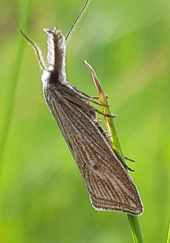 Minetia adamczewskii, 10 mai 2021, Fabas 31 &copy; Ghislain Riou