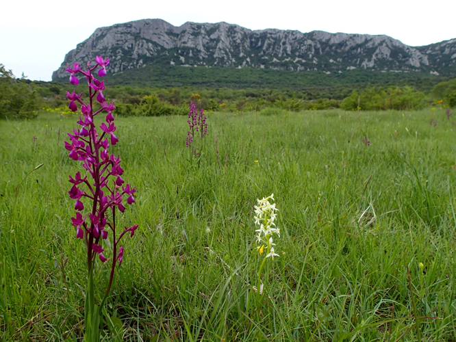 16 mai 2021 - Mas de Londres (34) &copy; Bastien Louboutin