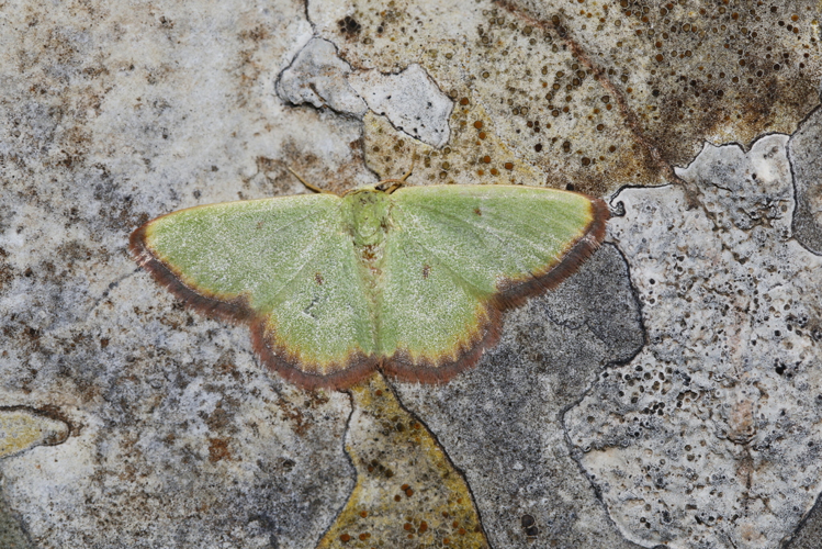 6 mai 2021 - Villeneuve-lès-Maguelones (34) &copy; Bastien Louboutin