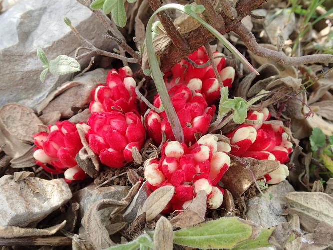 20 avril 2021 à Fabrègues (34) &copy; Bastien Louboutin