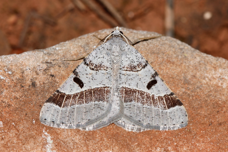 18 mai 2021 à Loupian (34) &copy; Bastien LOUBOUTIN