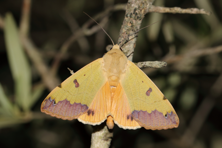 18 mai 2021 - Loupian (34) &copy; Bastien LOUBOUTIN