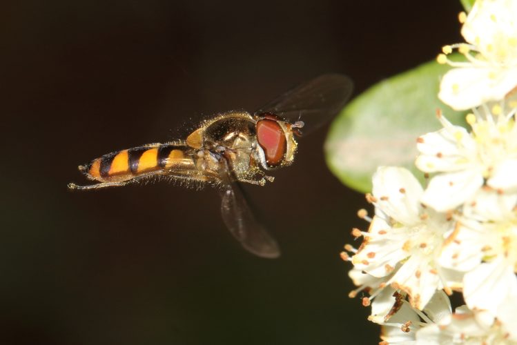 17 mai 2021 - Montferrier-sur-Lez (34) &copy; Bastien LOUBOUTIN