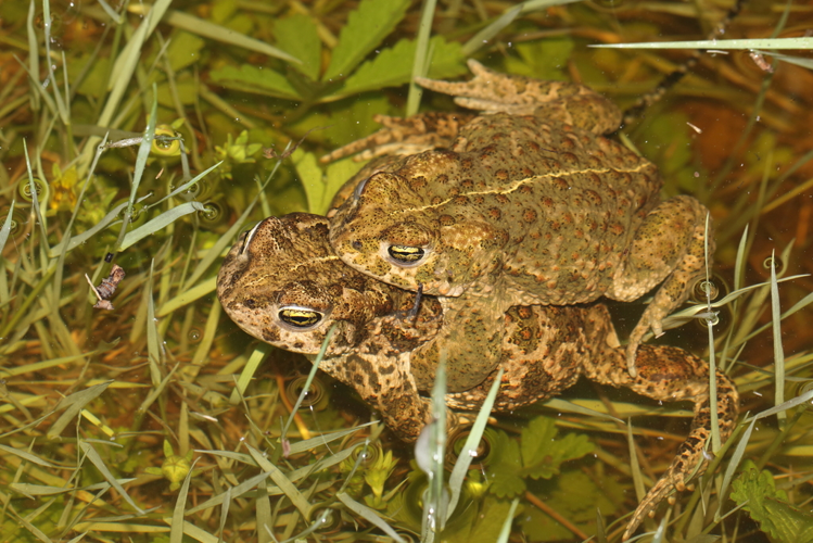 Epidalea calamita, amplexus (12/05/2021, Montferrier-sur-Lez, Hérault) &copy; Bastien Louboutin