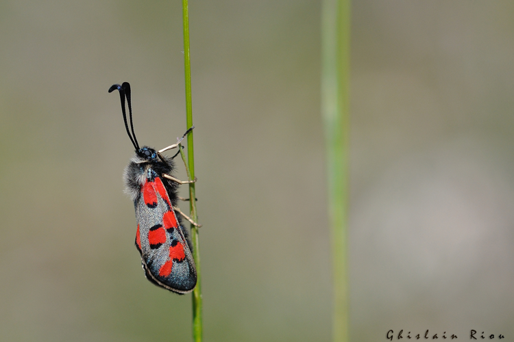 Zygaena rhadamanthus, Belbèze-en-Comminges, mai 2021 &copy; Ghislain Riou