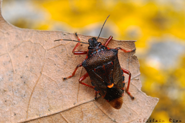 Pinthaeus sanguinipes, Rieux-Volvestre 31, mai 2021. Trouvé par C. Gand &copy; Ghislain Riou