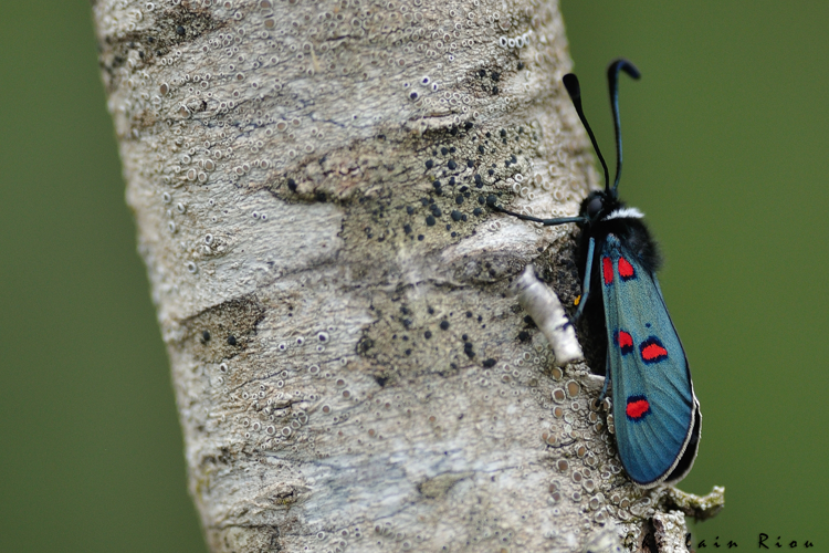 Zygaena lavandulae, mai 2021, La Caunette 34 &copy; Ghislain Riou