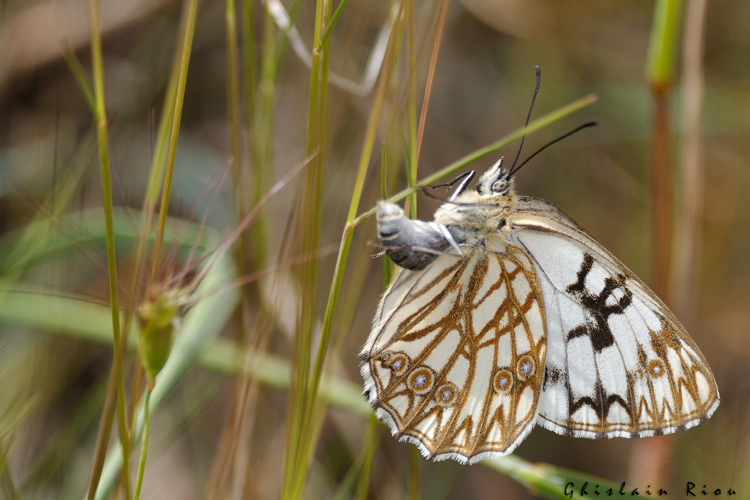 Melanargia occitanica, mai 2021, Saint-Jean-de-Minervois 34 &copy; Ghislain Riou