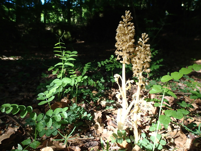 30 mai 2021 à Lauroux (34) &copy; Bastien LOUBOUTIN