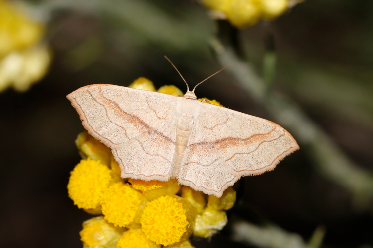 31 mai 2021 à Saint-Jean-de-Védas (34) &copy; Bastien LOUBOUTIN