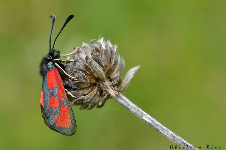 Zygaena loti, Lugagnac 46, 1er juin 2021 &copy; Ghislain Riou