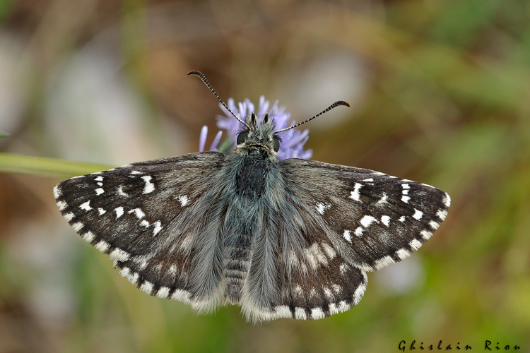 Pyrgus armoricanus mâle (génitalia vérifiés), Lugagnac 46, 1er juin 2021 &copy; Ghislain Riou