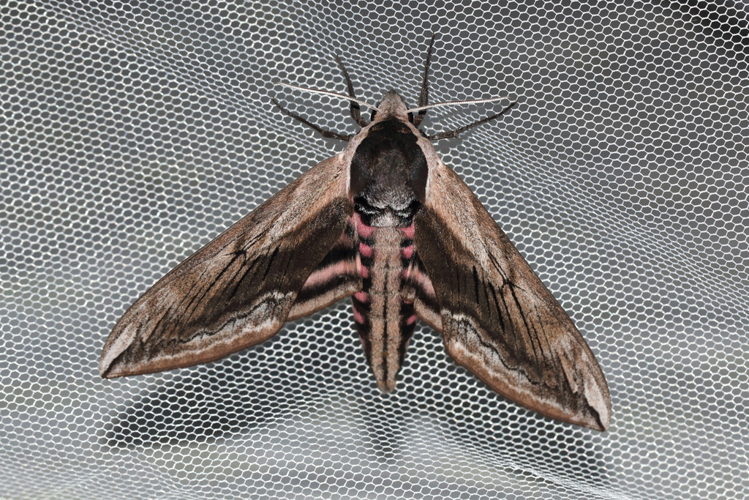 11 juin 2021 à Montferrier-sur-Lez (34) &copy; Bastien Louboutin