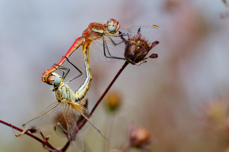 Sympétrum de Fonscolombe (Sympetrum fonscolombii), Frouzins (31), 29 septembre 2020 &copy; Jean-Paul Tonnelier