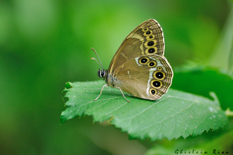 Lopinga achine, 14 juin 2021, Esparros 65 &copy; Ghislain Riou